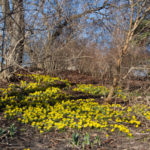 vaarblomster-7