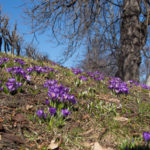 vaarblomster-8