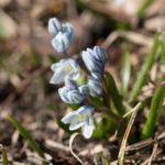 vaarblomster-9