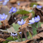 blaveis-farge-5