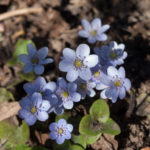 blaveis-farge-6