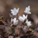 blaveis-farge-7