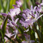 blomster-2