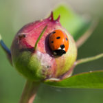 hage-hender-3