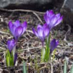 krokus-blomster