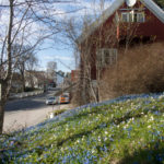 russeblastjerne-2