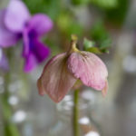 varblomster-smaavaser-3