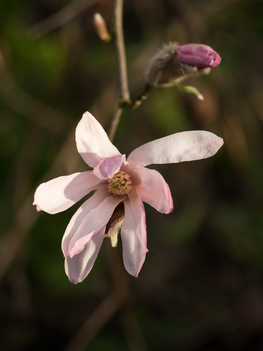 magnolia-busk-2