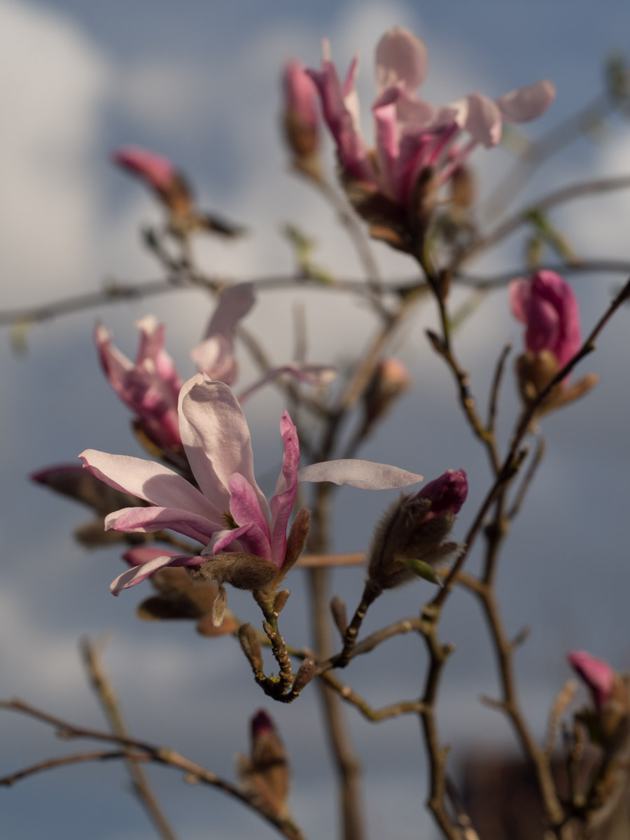 magnolia-busk-3