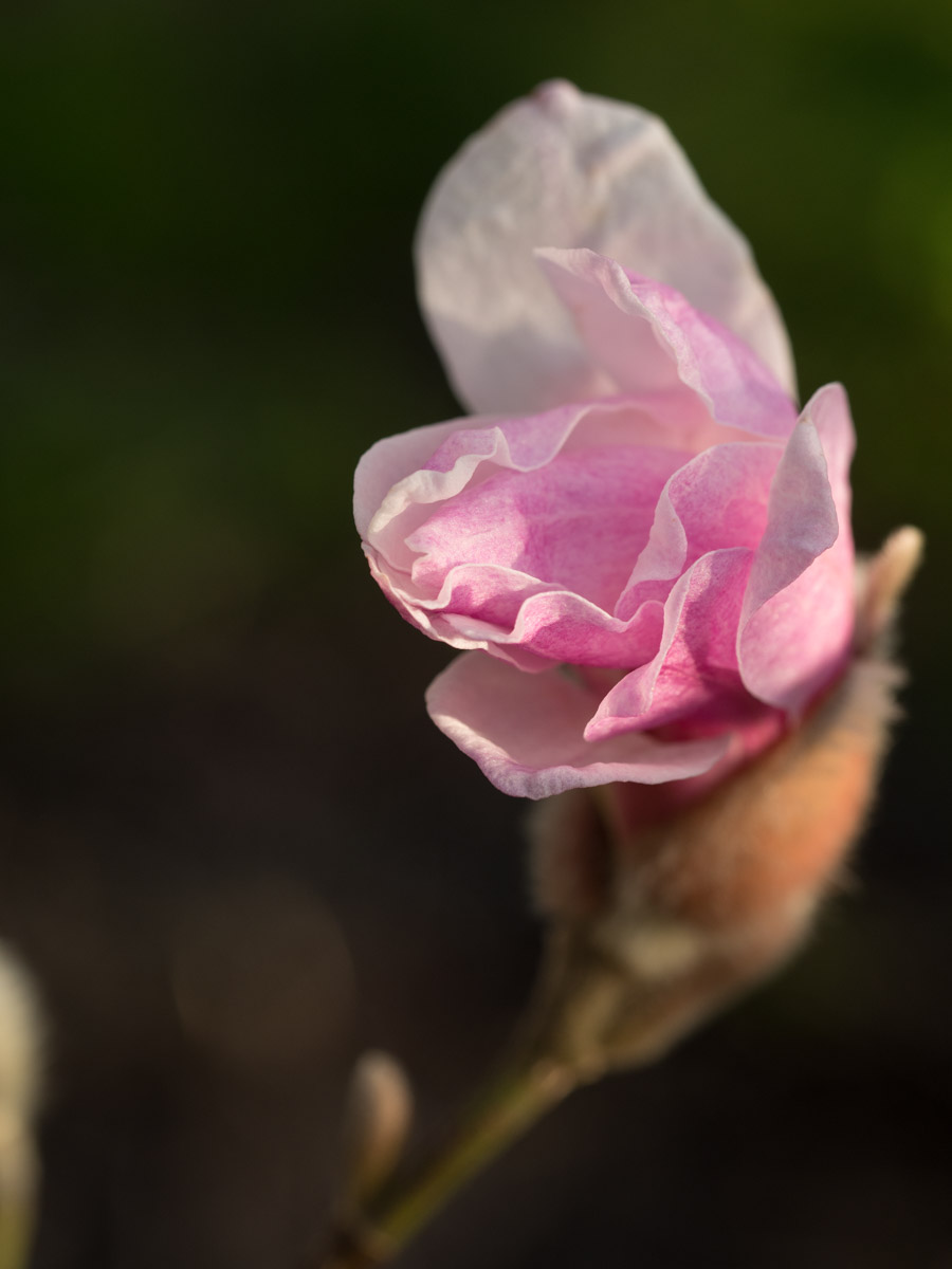 magnolia-busk-5