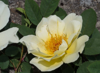 Aicha er en kremgul rose med store blomster