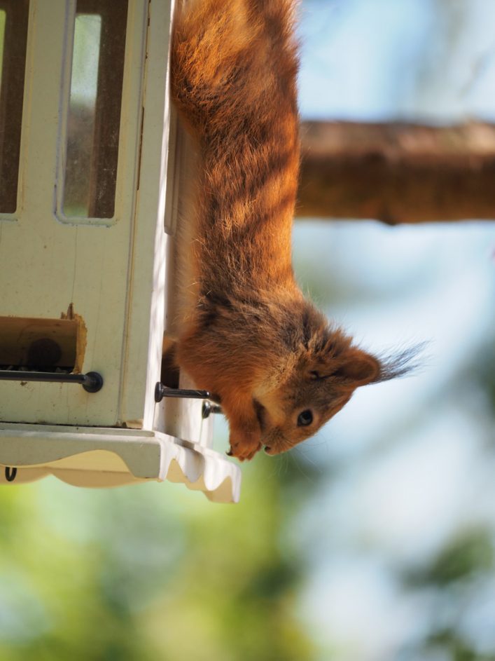 Løsningsorientert ekorn spiser fra fuglemater