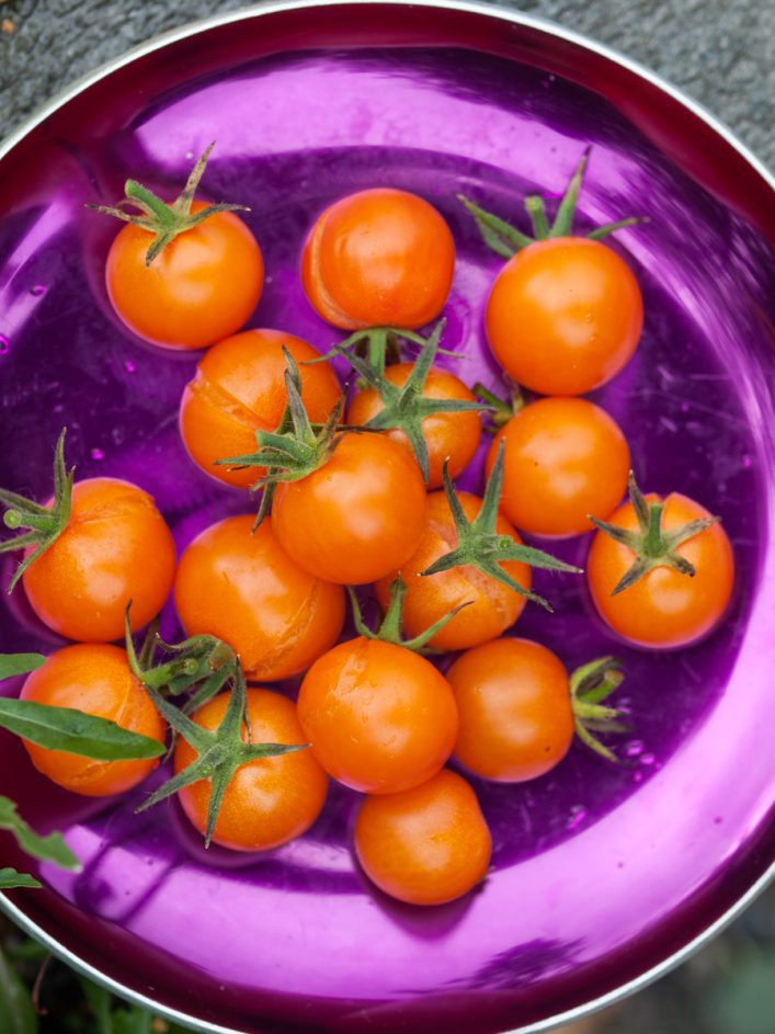 Sungold tomater cherrytomater orange