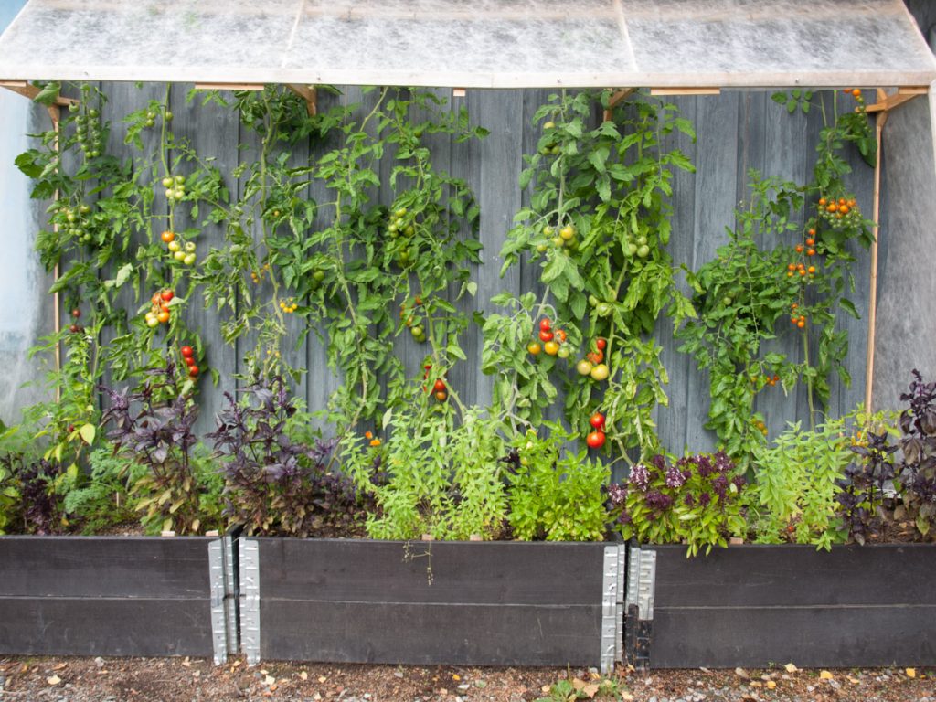 Det er ekstra lett å dyrke tomater i drivhus, dette veggdrivhuset er hjemmelaget, og tomatene står i pallekarmer.