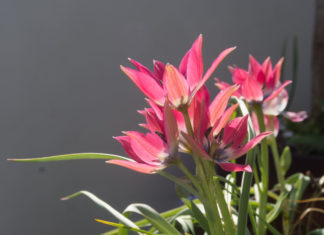 Botanisk tulipan 'Little Beauty', lav med rosa blomster