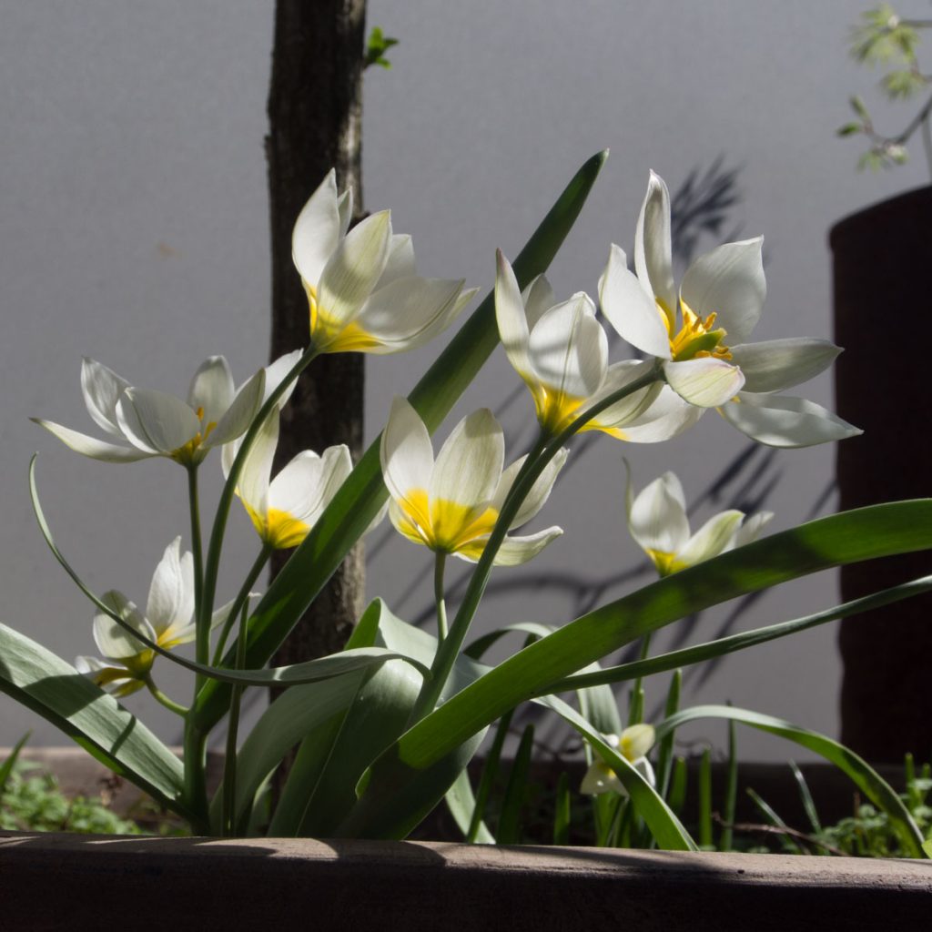 Tulipa polychroma villtulipan med hvite og gule blomster