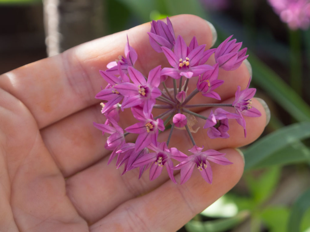 Allium Eros har et relativt lite blomsterhode, med stjerneformede rosa-lilla blomster