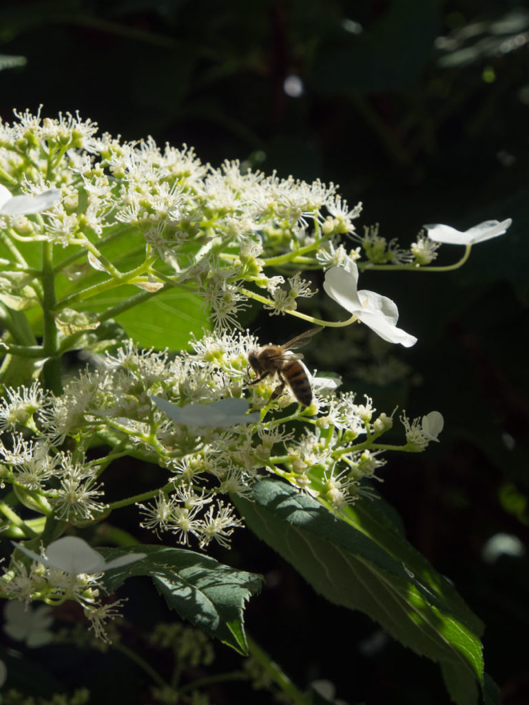Klatrehortensia blomster og bie