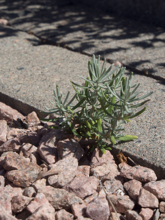 Lavendel – Slik Steller Du Den For Maks Blomstring | Moseplassen