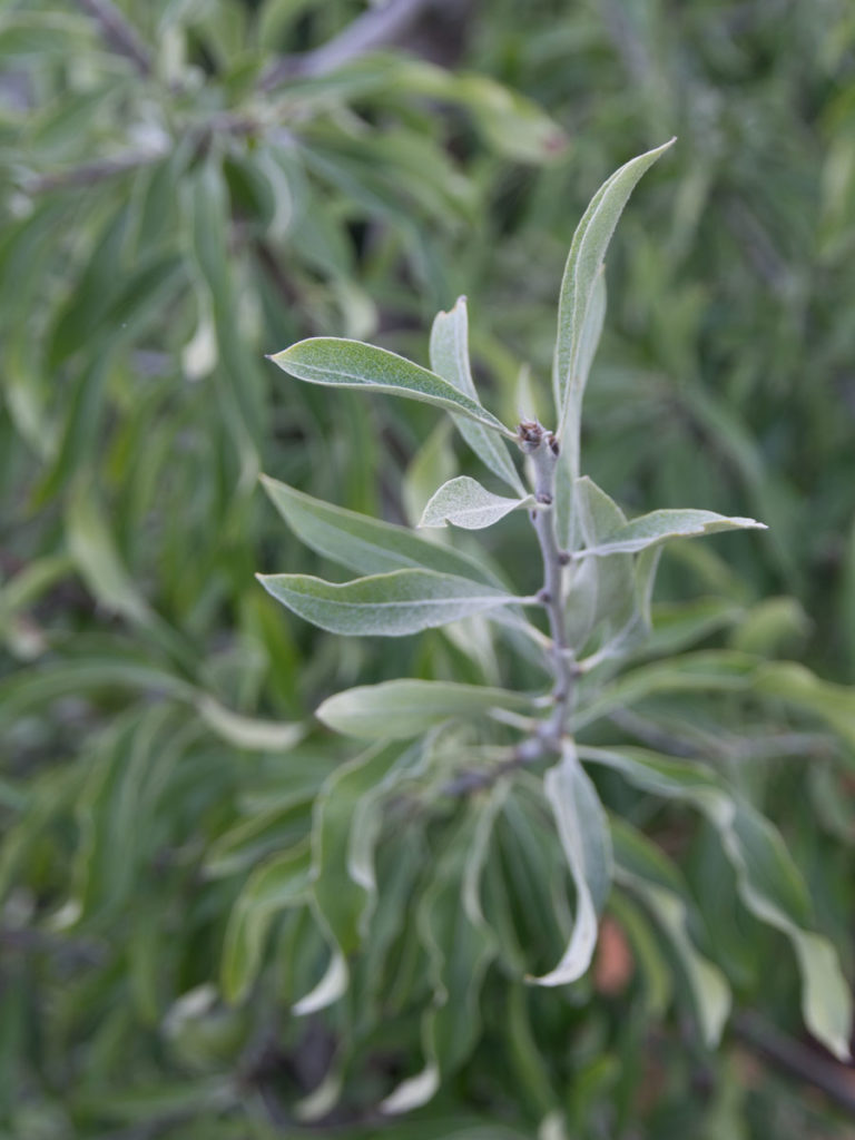 Vierpære, kalles også nordens oliven