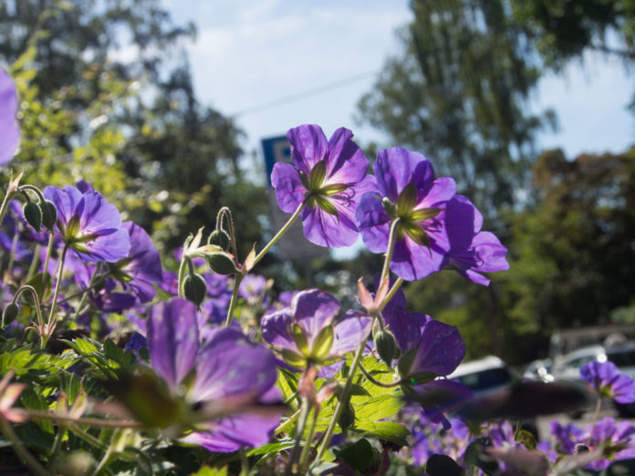 storknebb 'Rozanne', staude med blå blomster