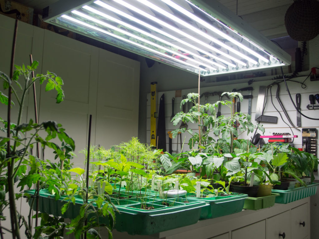 armatur med lysstoffrør plantelys, over planter på planterom