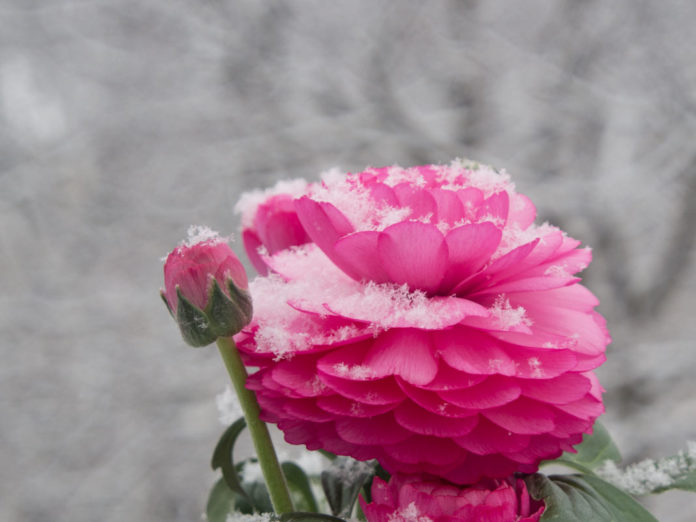 Ranunkel med snø, frosttålende blomst