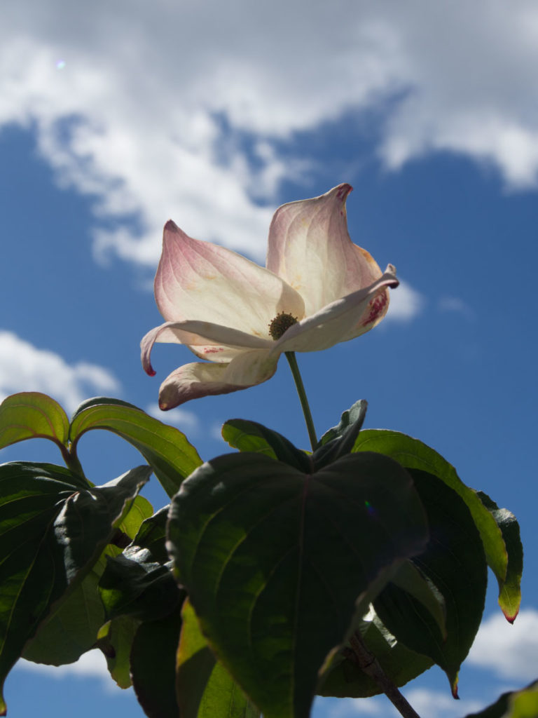Cornus kousa 'Satomi' Koreakornell blomst busk