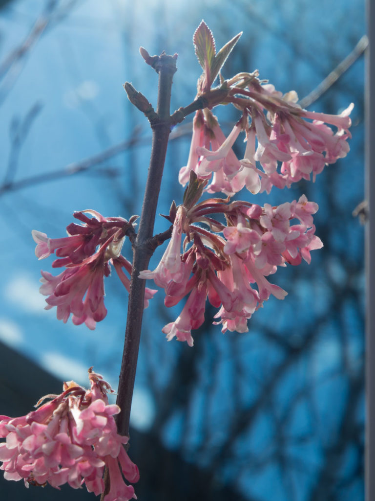 Duftkrossved Viburnum x Bodnantense, ‘Charles Lamont’ har vakre blomster tidlig vår